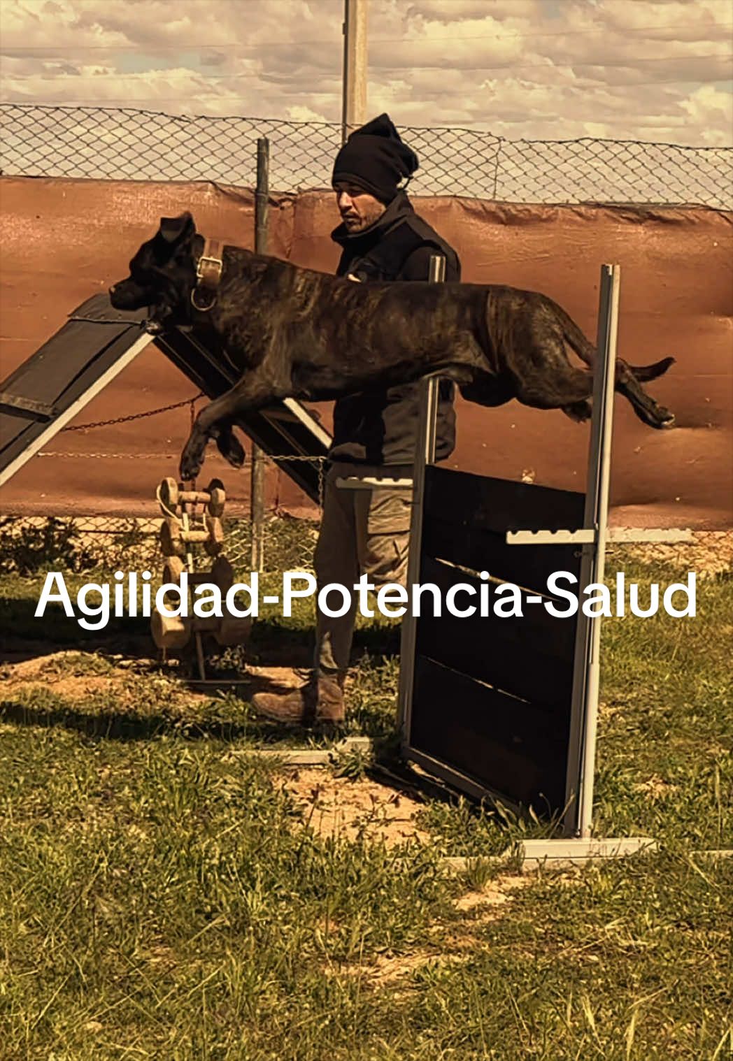 @Cane Corso Domus Targaryen