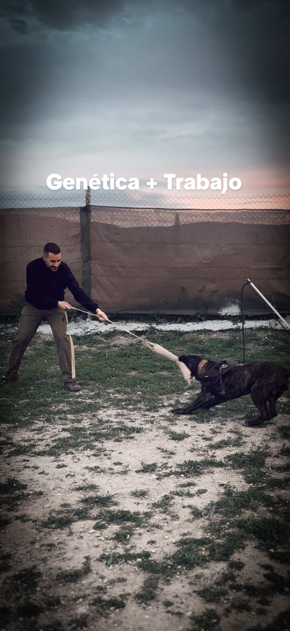 @Cane Corso Domus Targaryen
