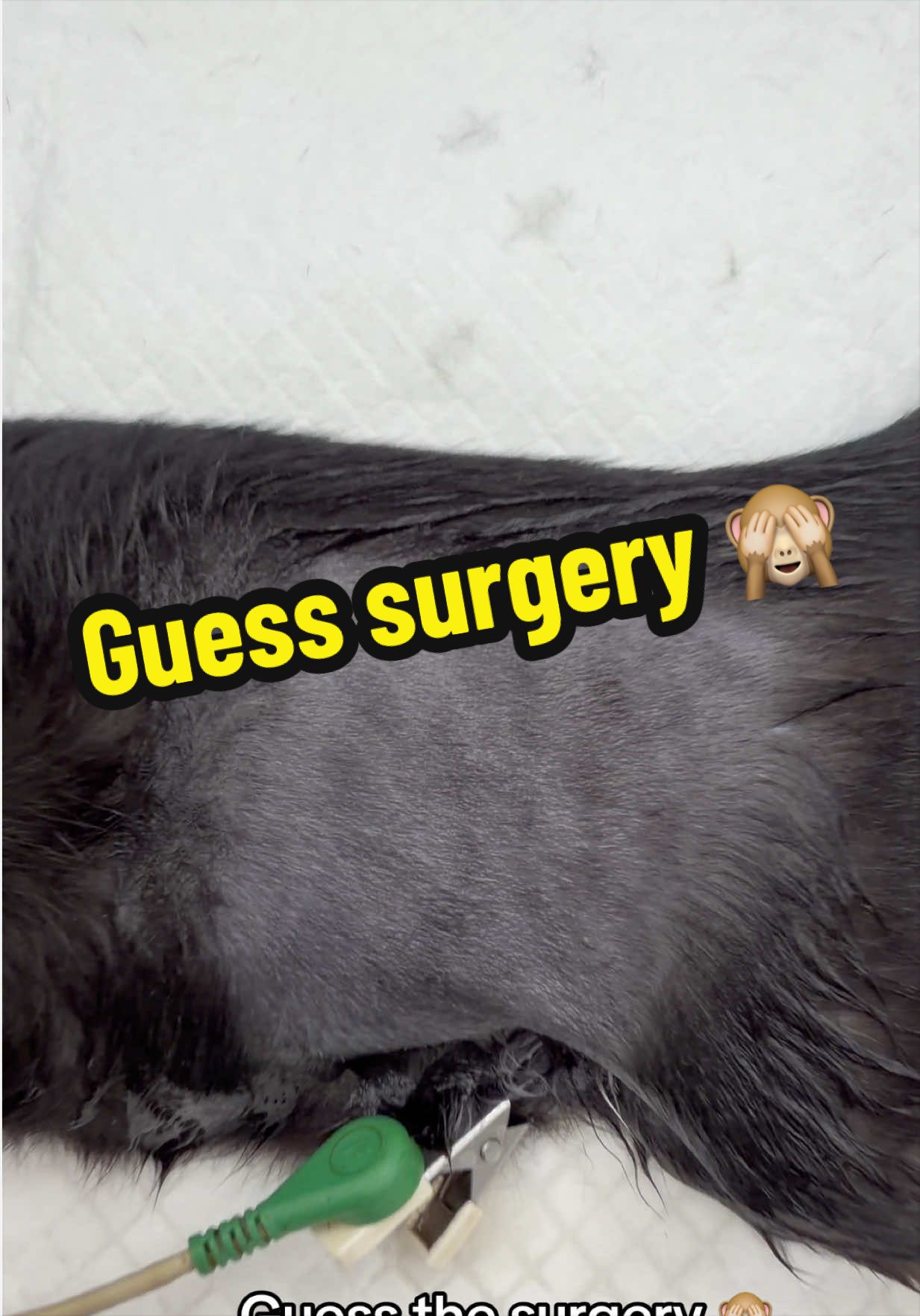 @Tomasthevet