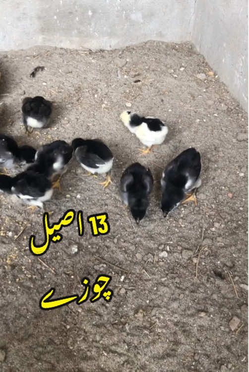 @Poultry Markaz