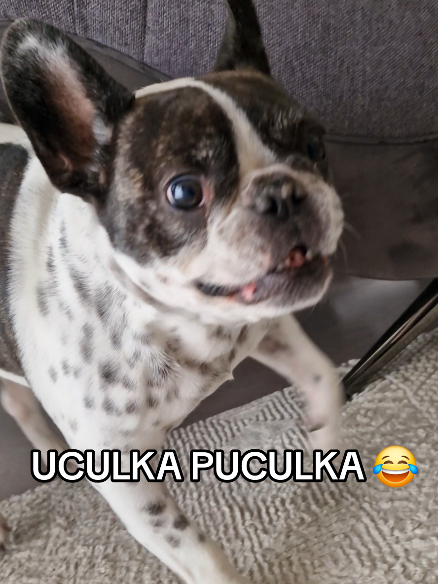 @French Bulldog Jacky 🐶🐾
