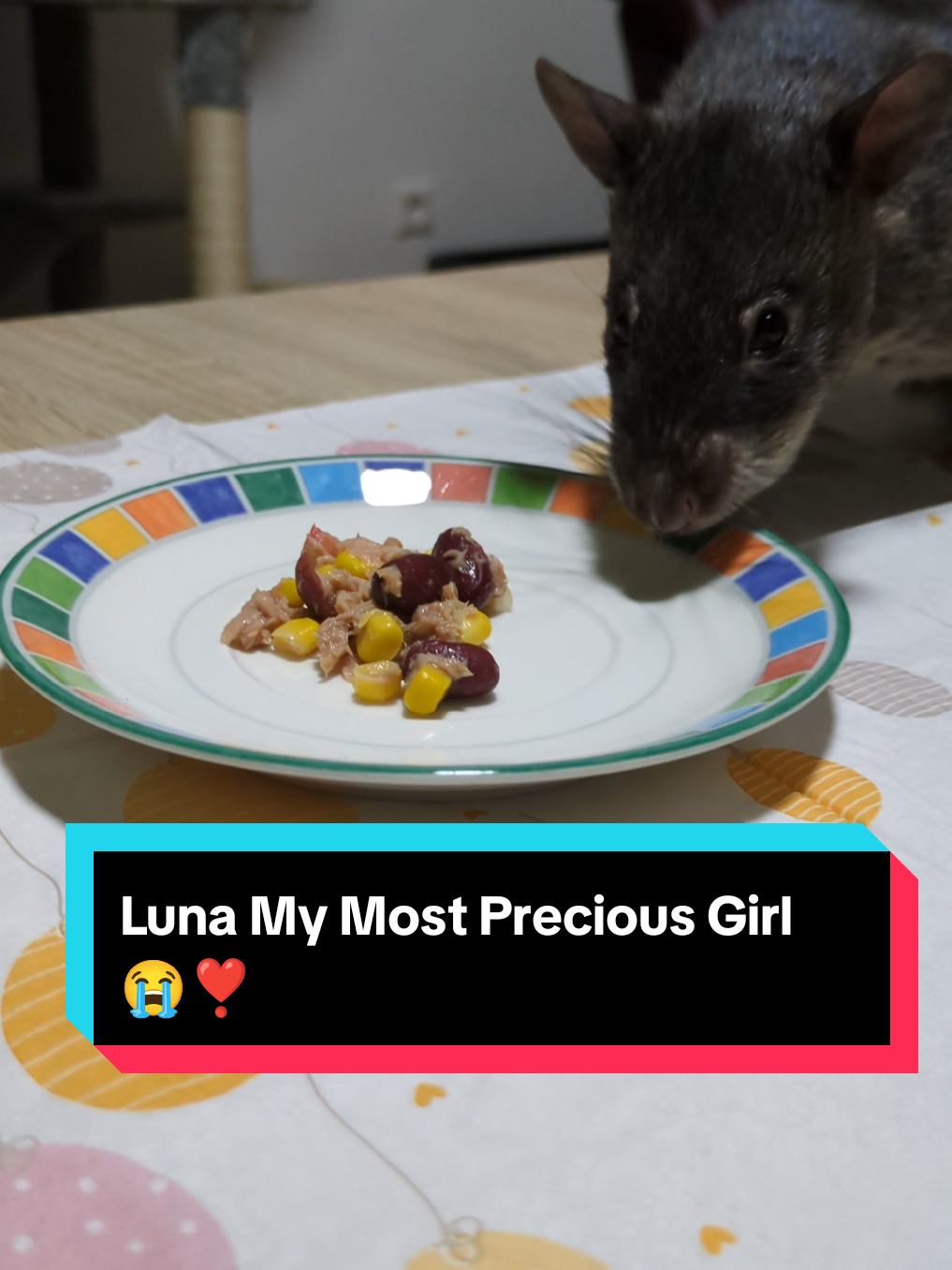 @Ratocalypse 🐀🤣🧀💥
