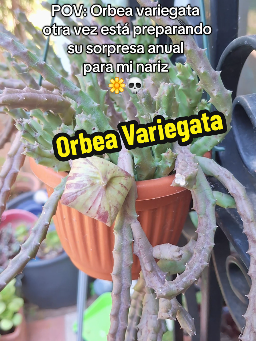 @Succulent_ninja