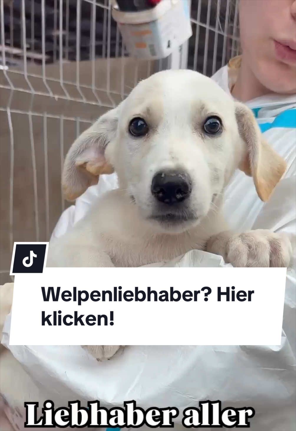 @Ein Herz für Streuner e.V.