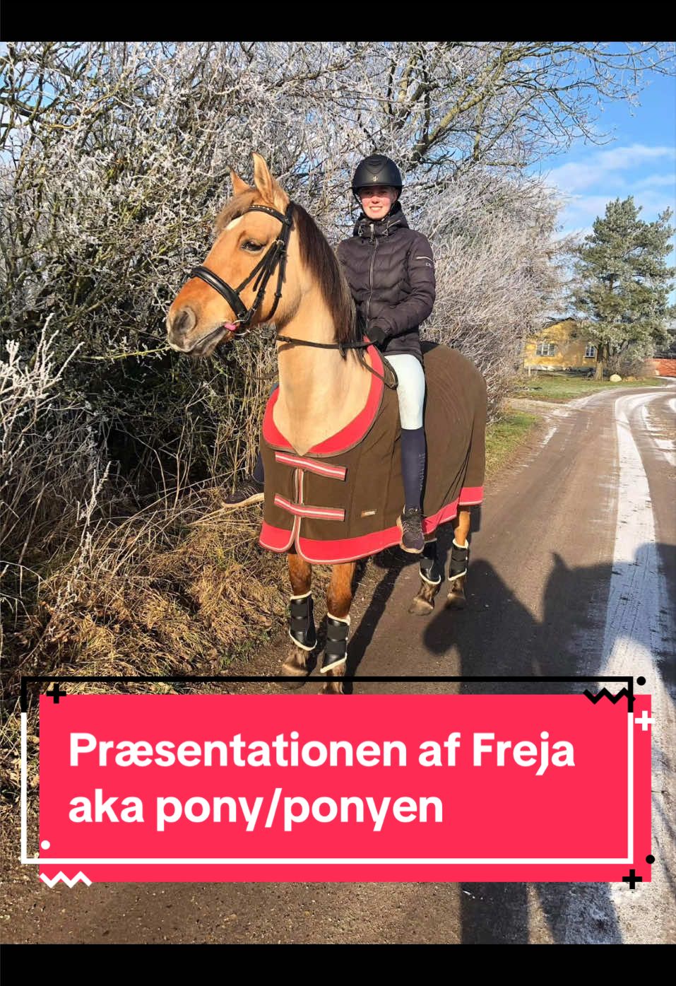 @rask_horses