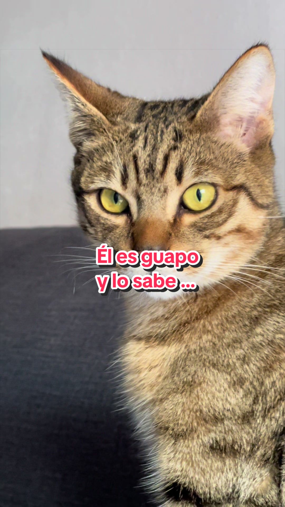 @Gatitos Gatetes