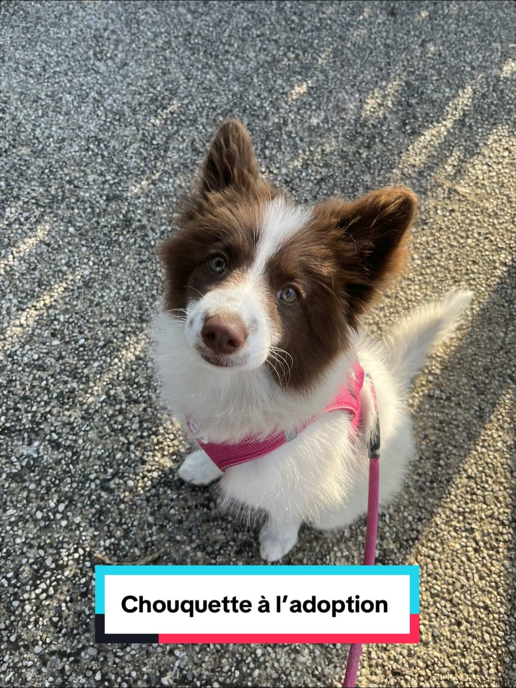 @Association Puppykittyfrance