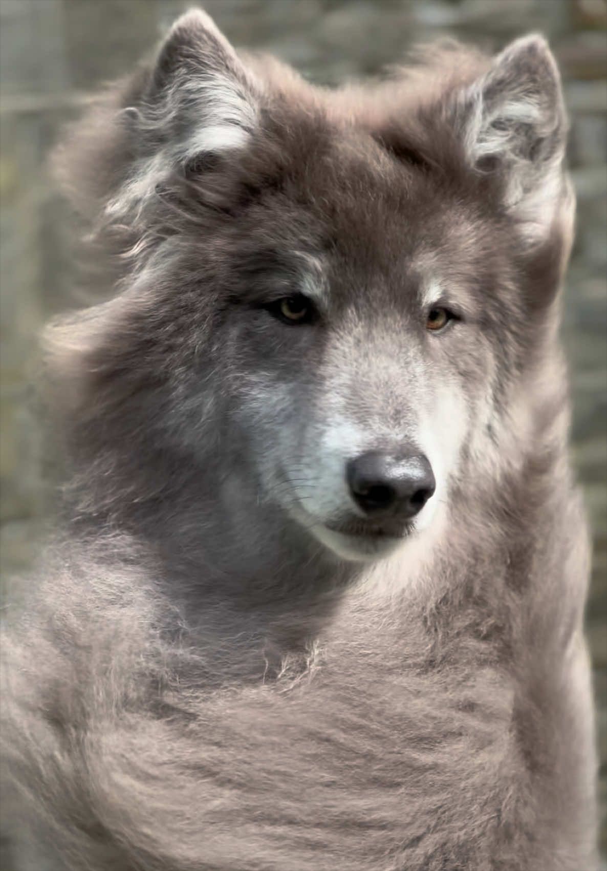@My Blue Wolf