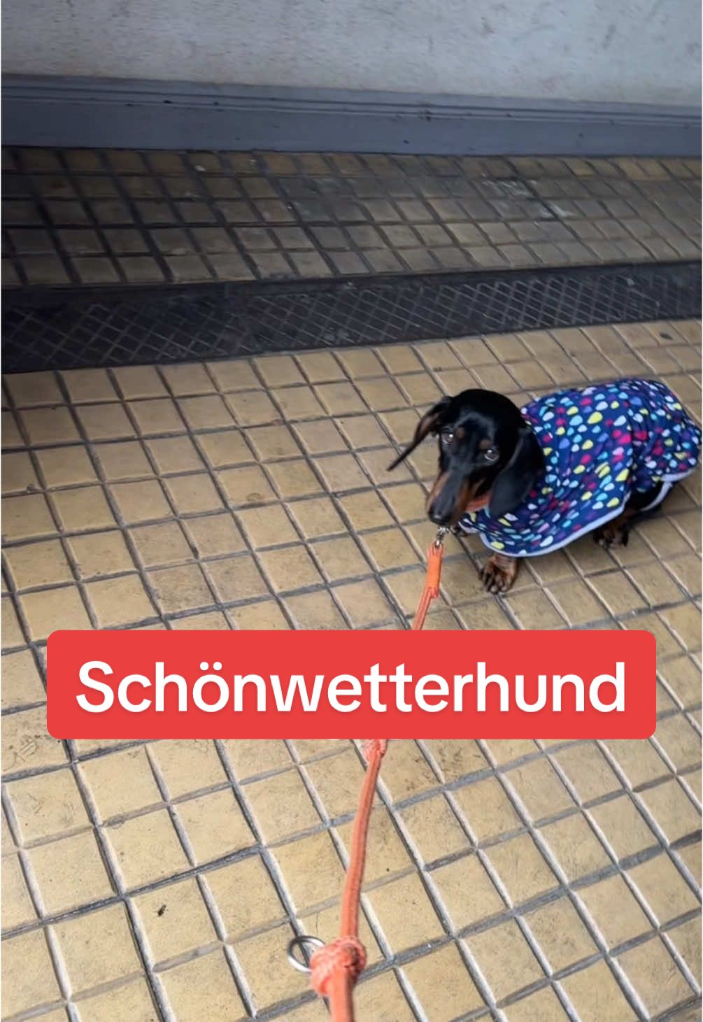 @SausagedogMaja