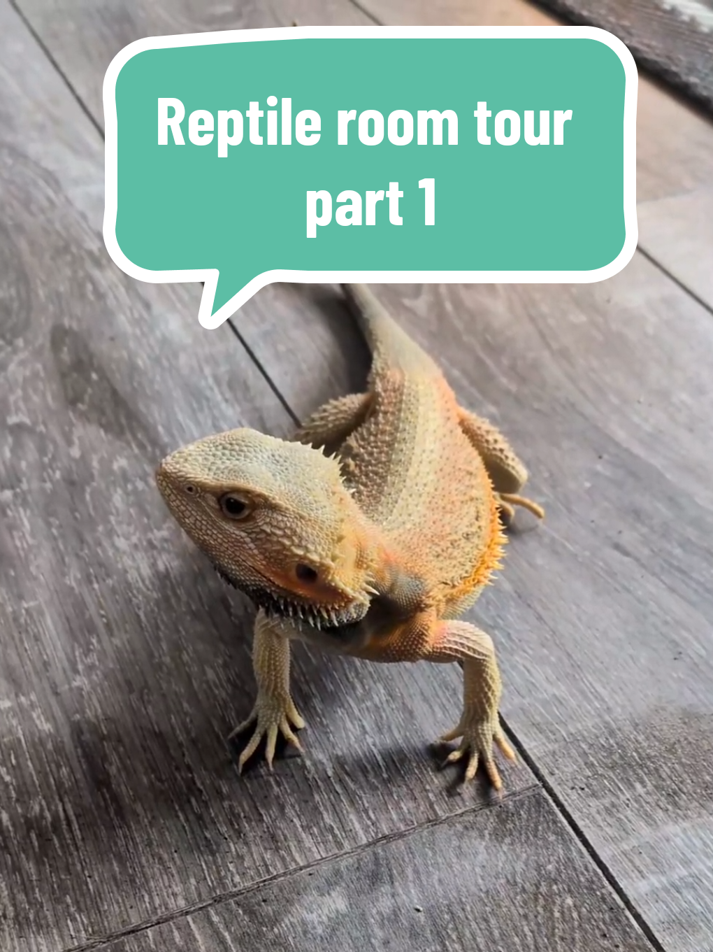 @Pets4people