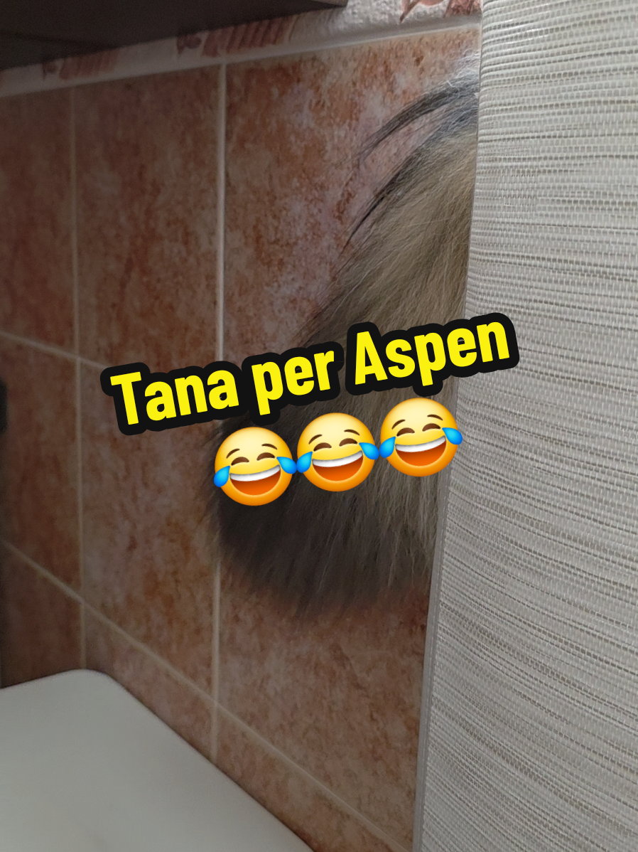 @🐾Aspen🐾