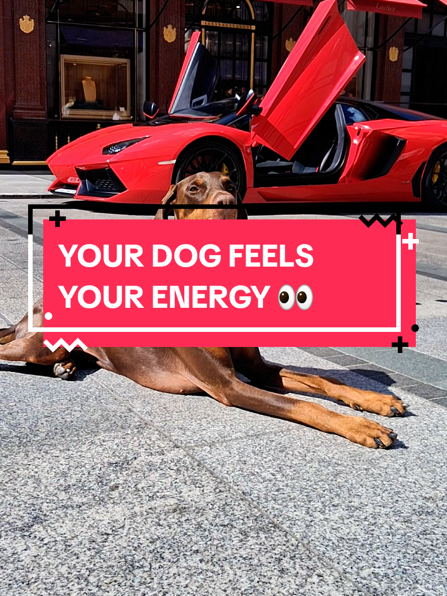 @Juno | The London Doberman