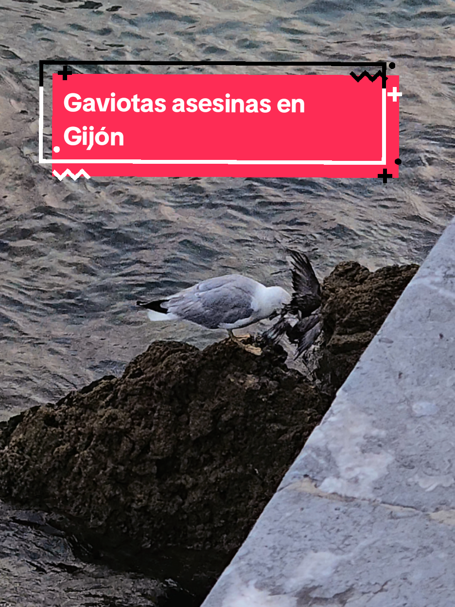 @Ele