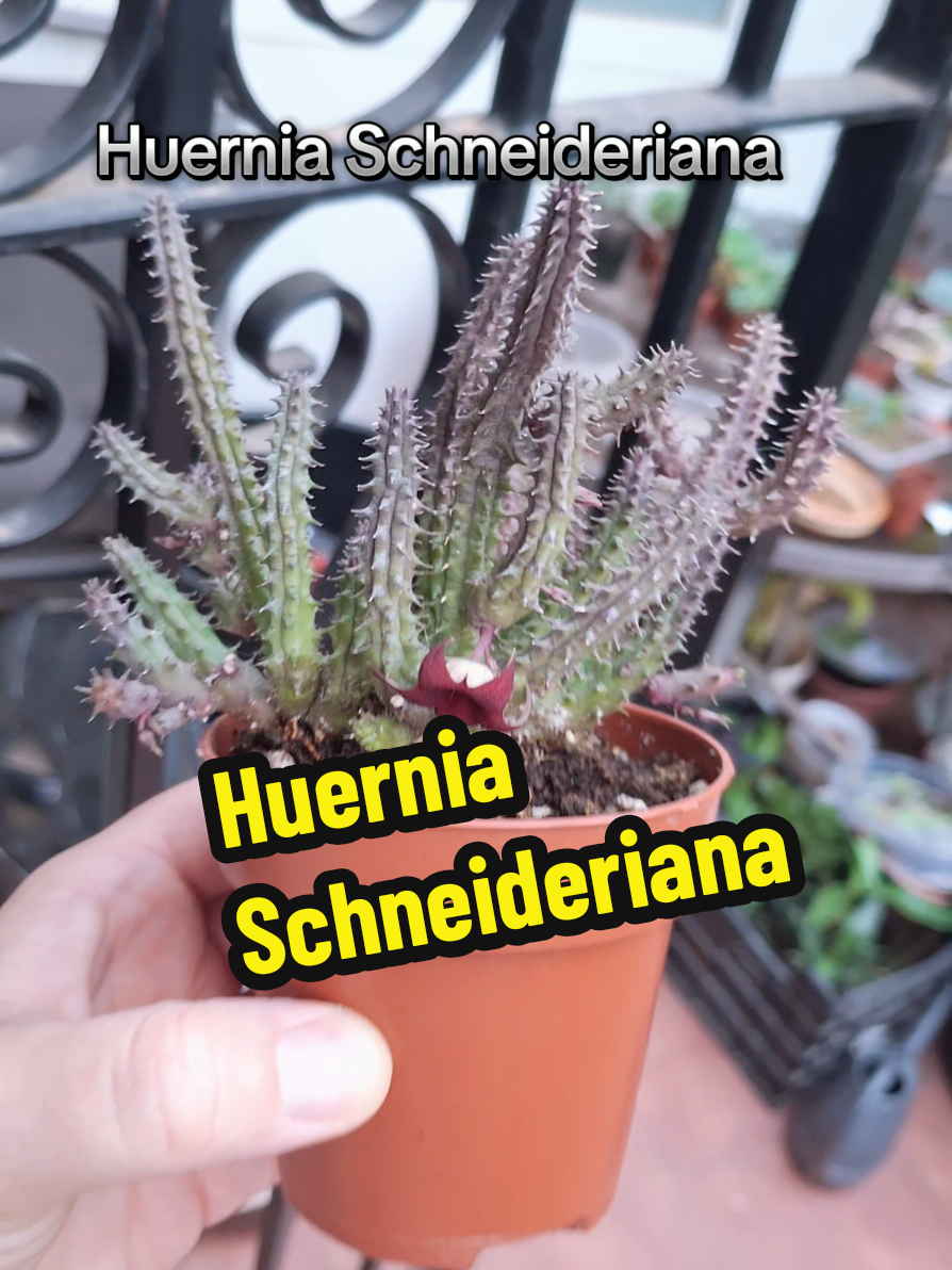 @Succulent_ninja