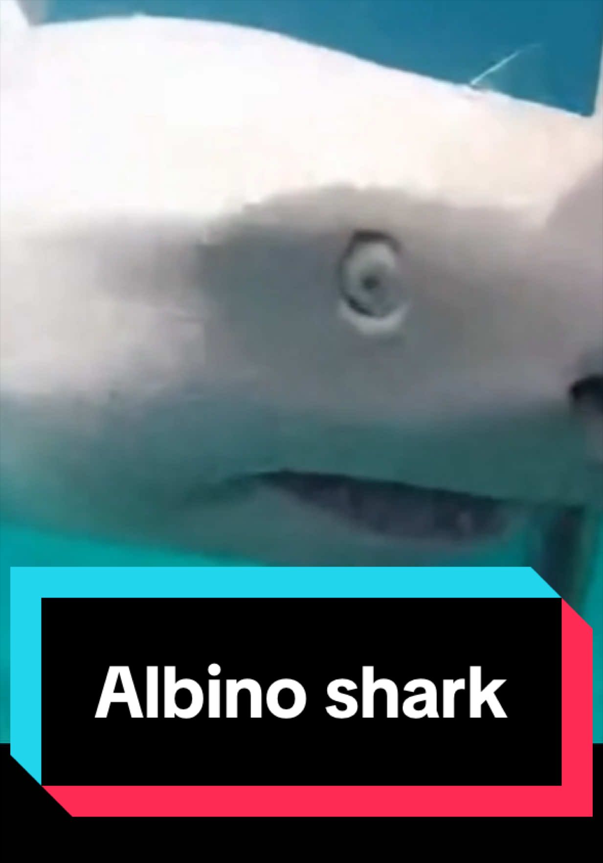 @The Shark Mommy