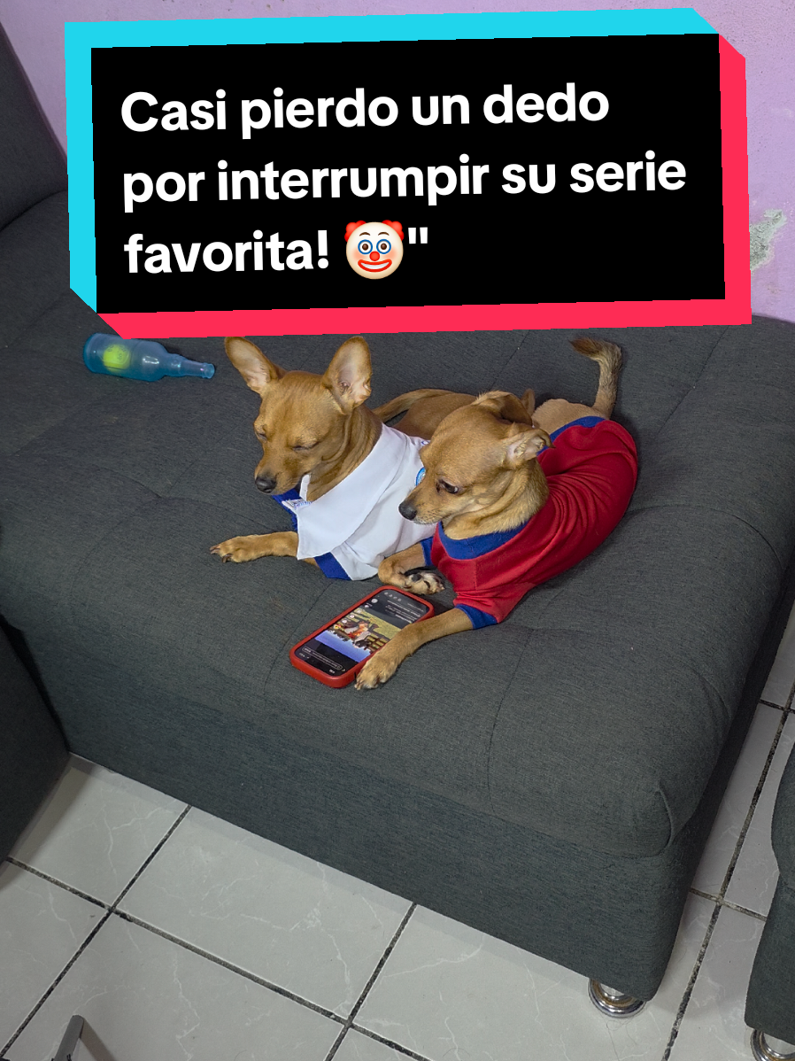 @coco el enoj&oacute;n 🐶 ❤️