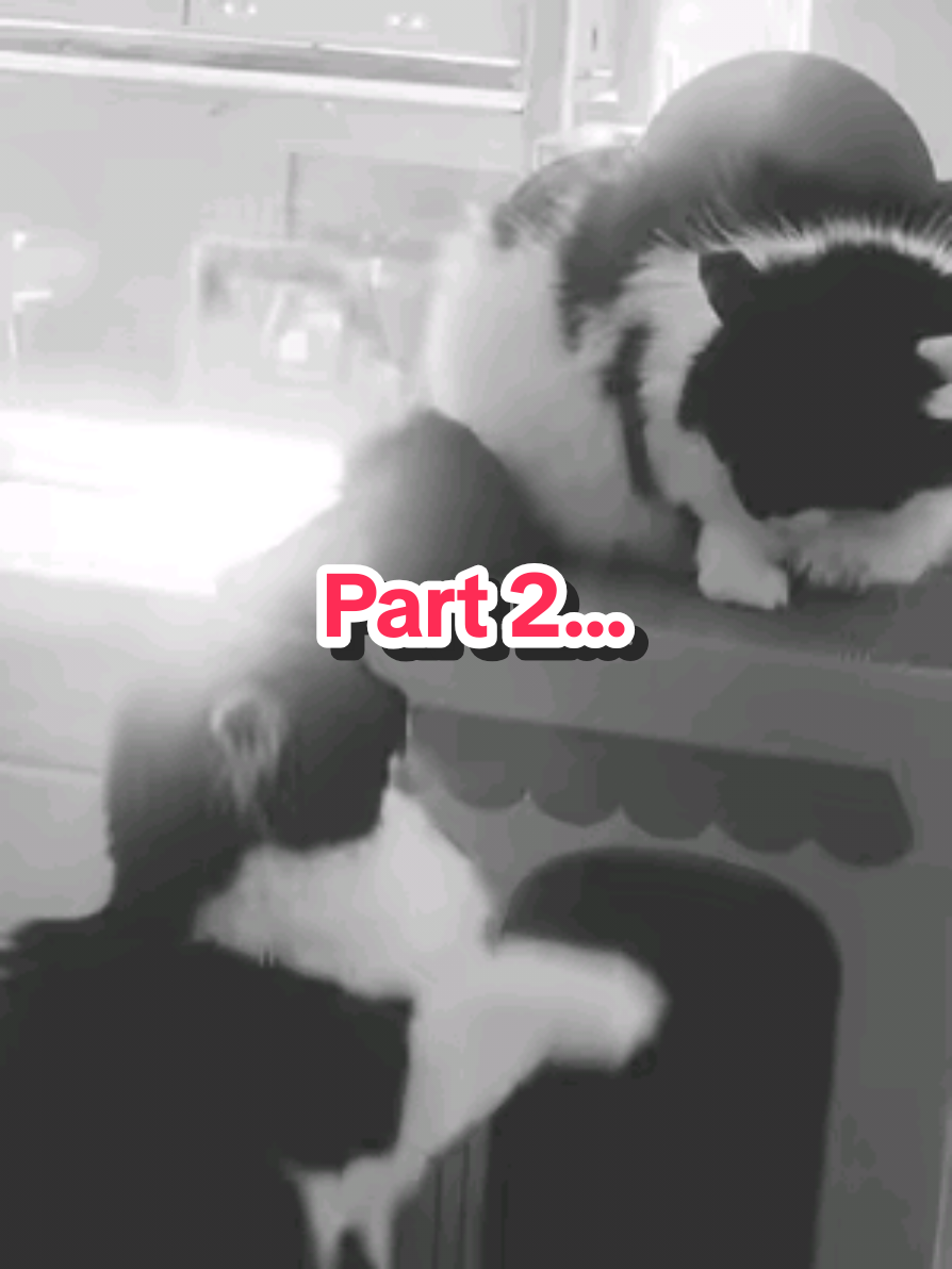 @2catlife
