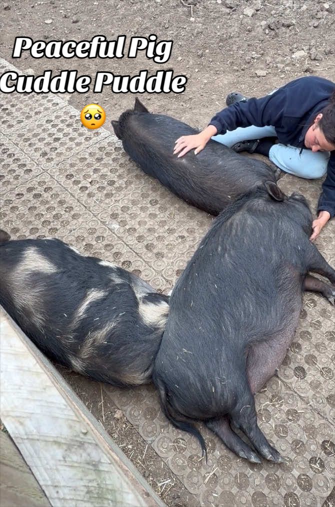 @AhimsaAnimalSanctuaryUK