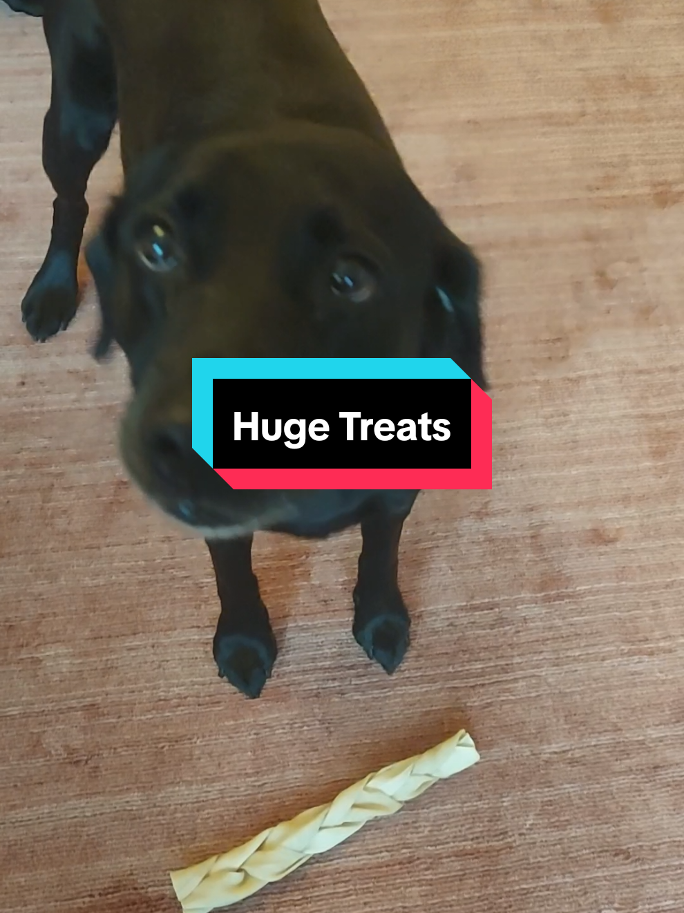 @Ali & 7 Dogs