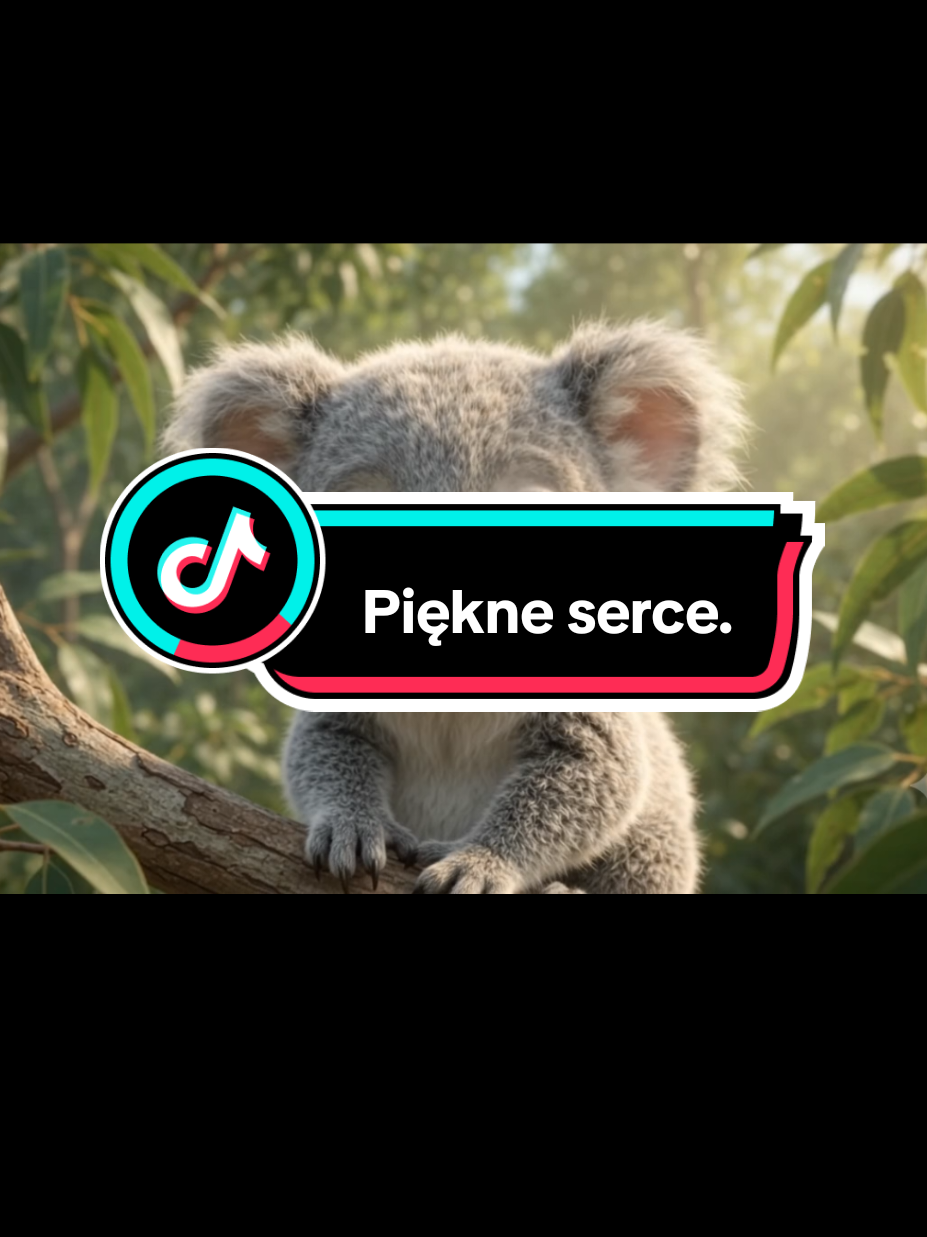 @Wesolutki Koala 🐨 😎