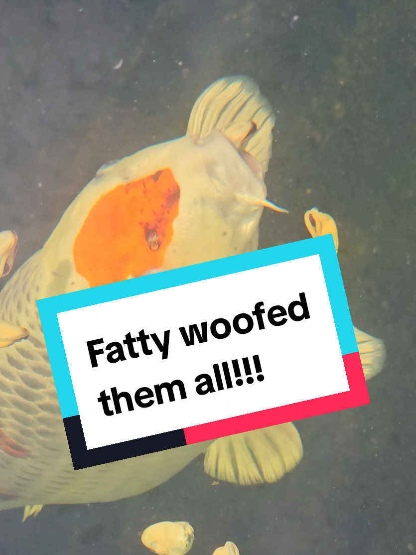 @Discus and Koi fish