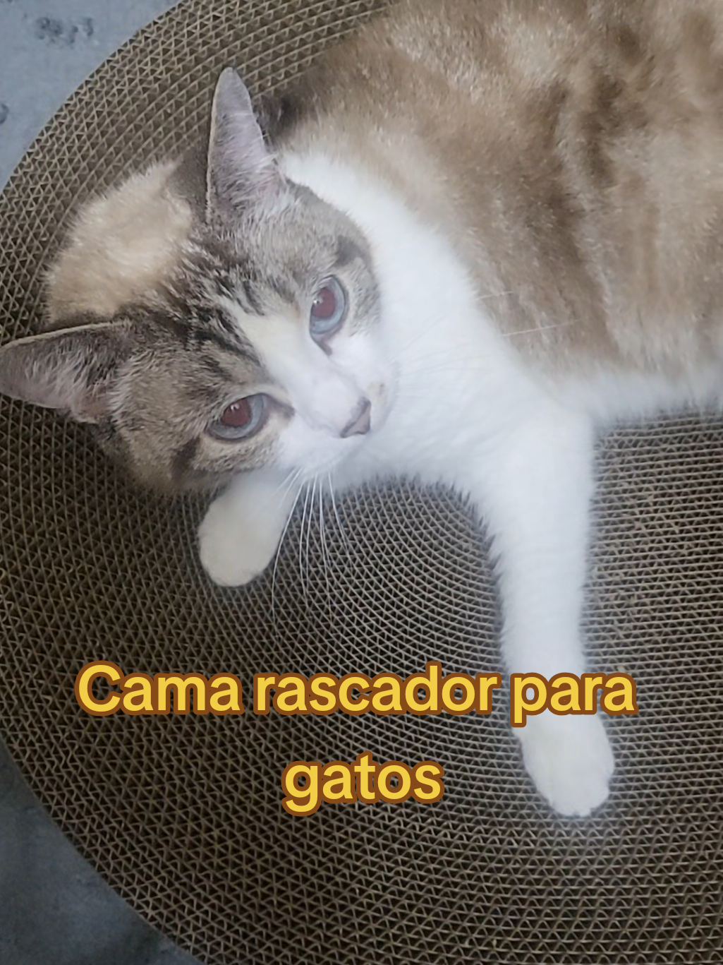 @María Druida Talis