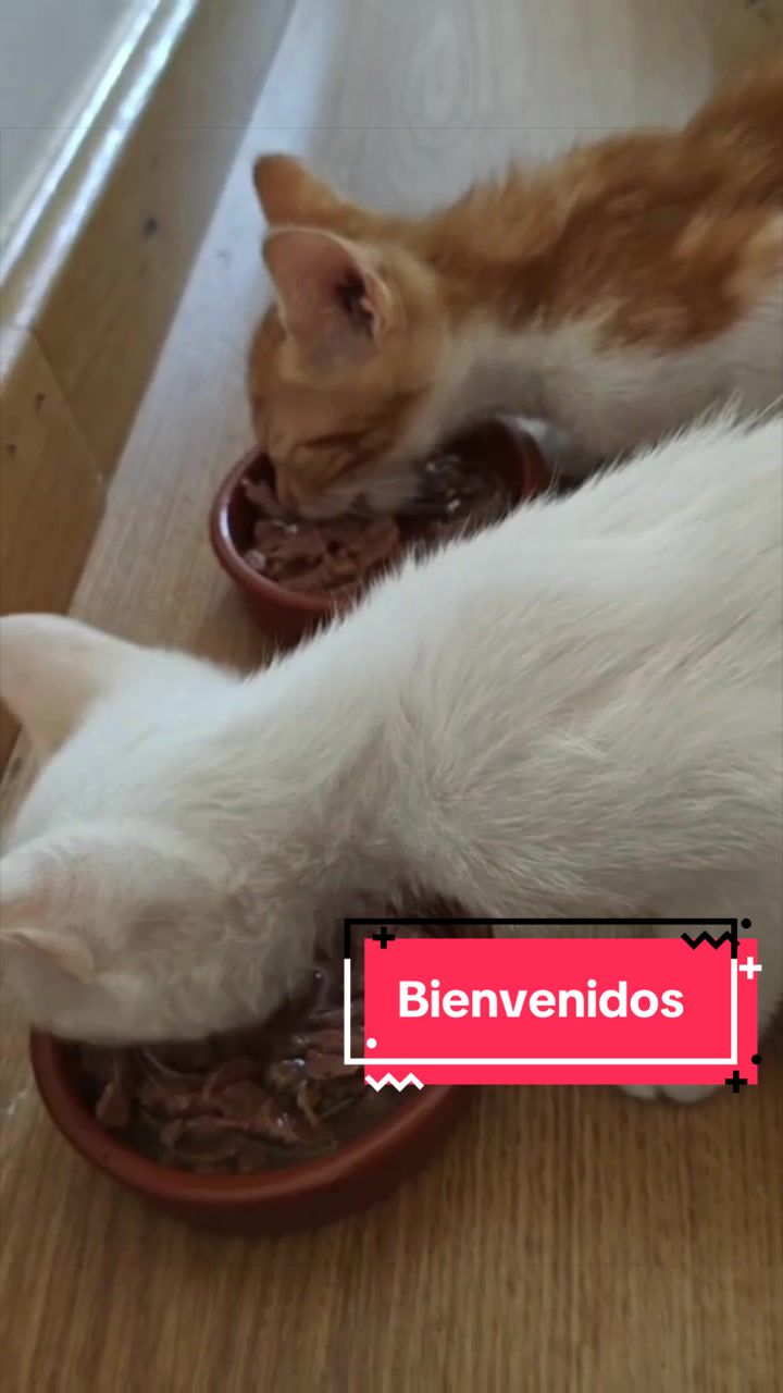 @enGatadas