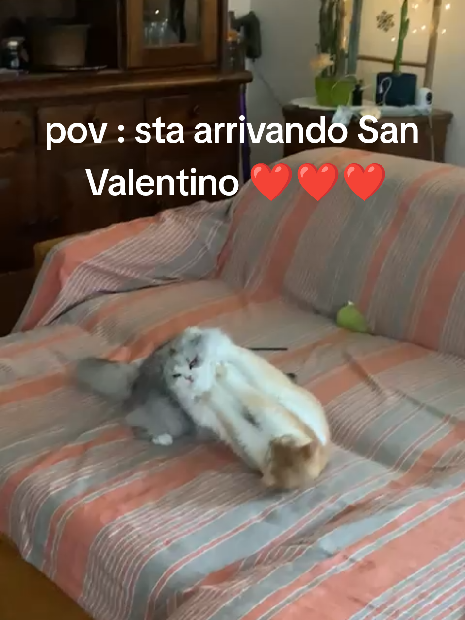 @Gaston & Margot 🐈♥️🐱