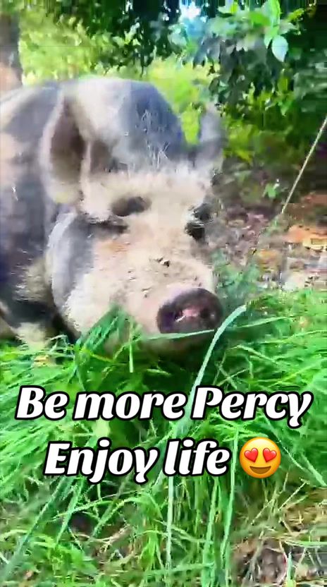 @AhimsaAnimalSanctuaryUK