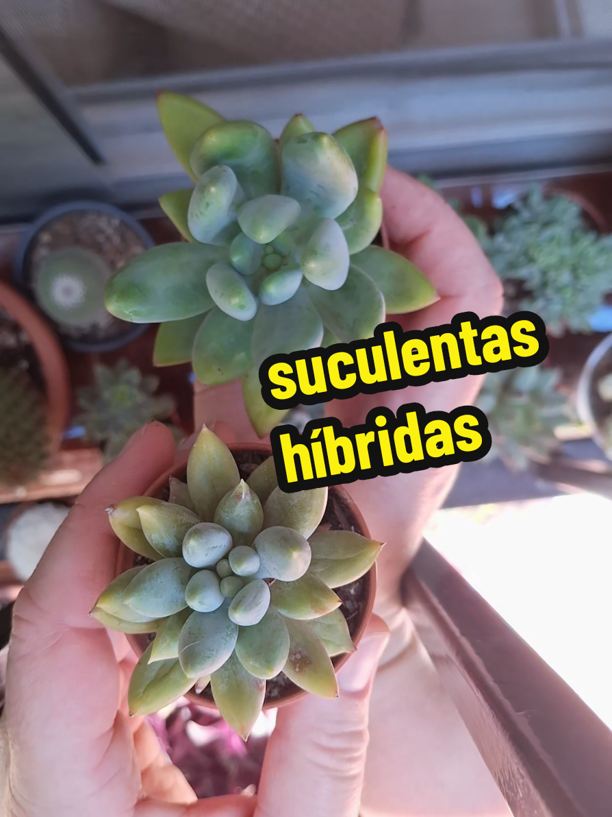 @Succulent_ninja