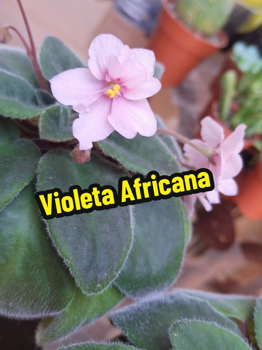 @Succulent_ninja