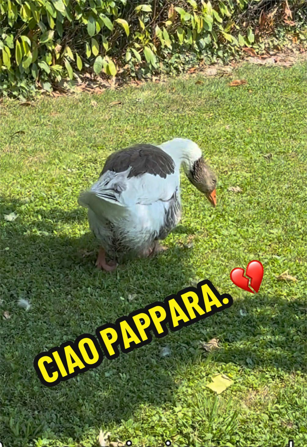 @Eleonora B.