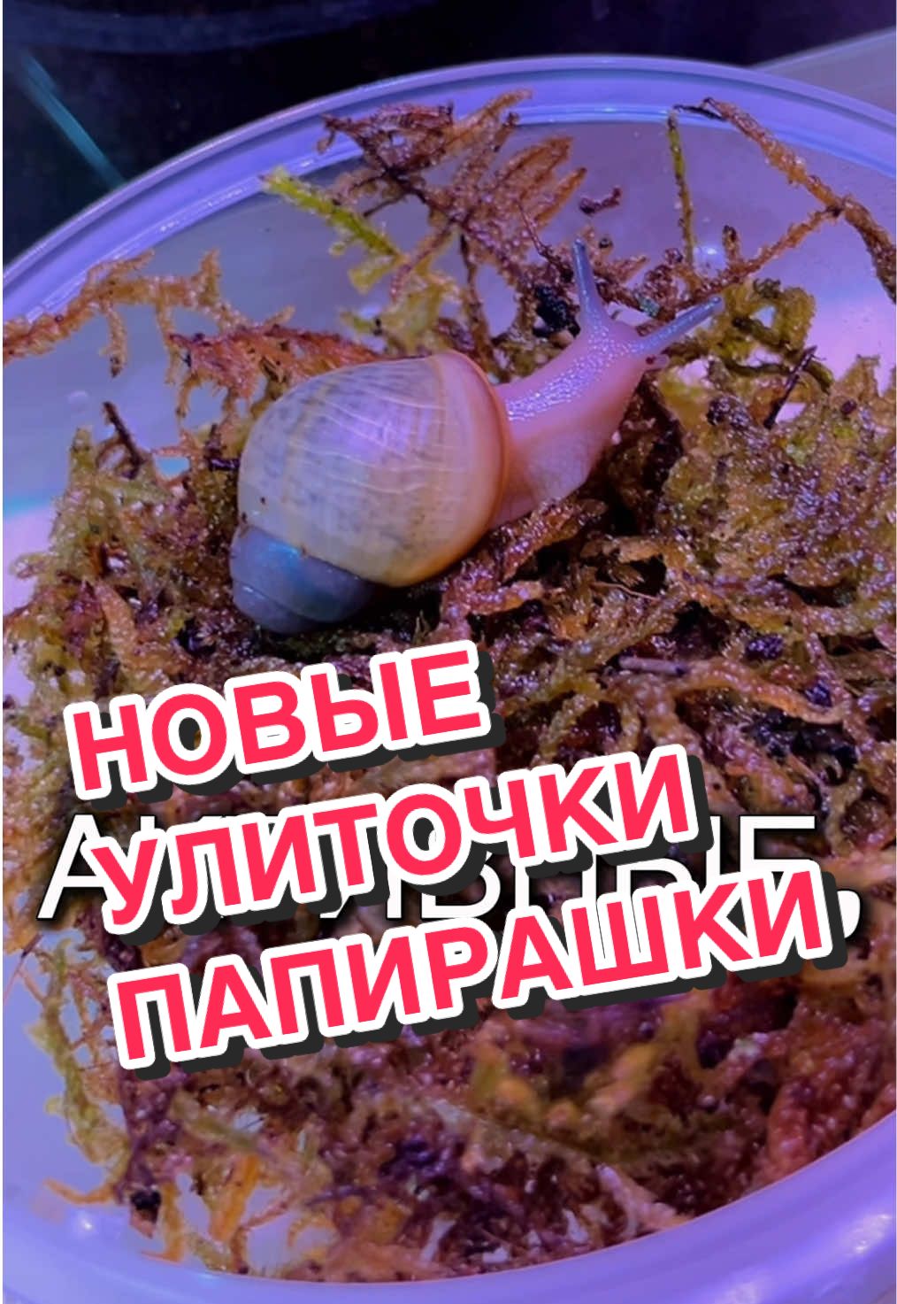 @🦎❤️Геля и питомцы❤️🦎