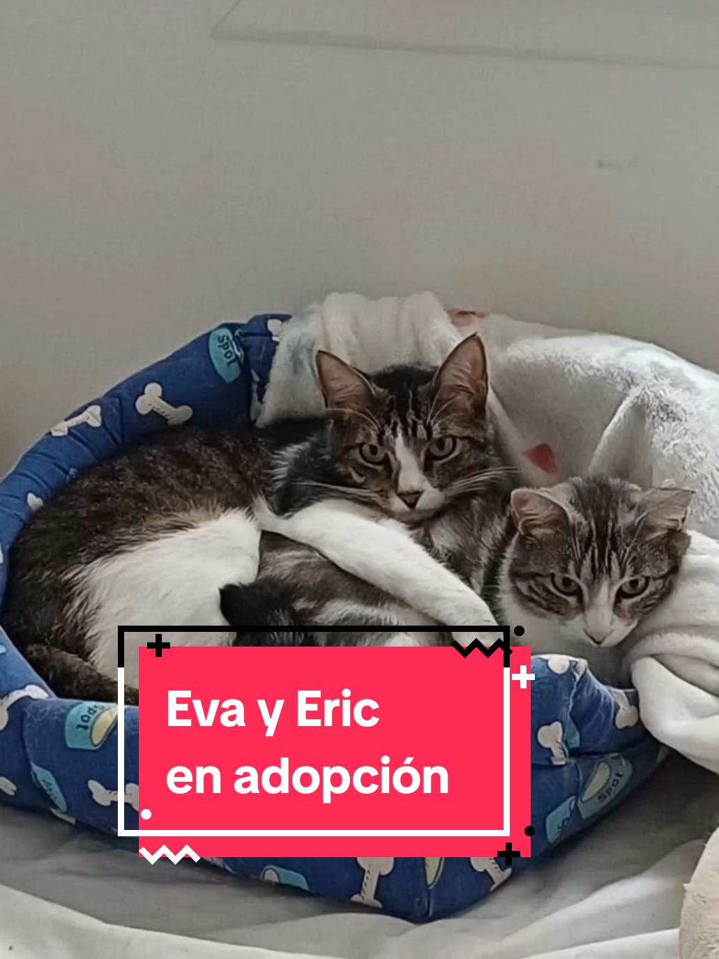 @enGatadas