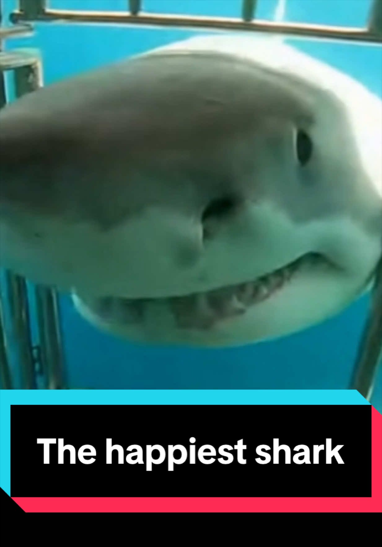 @The Shark Mommy