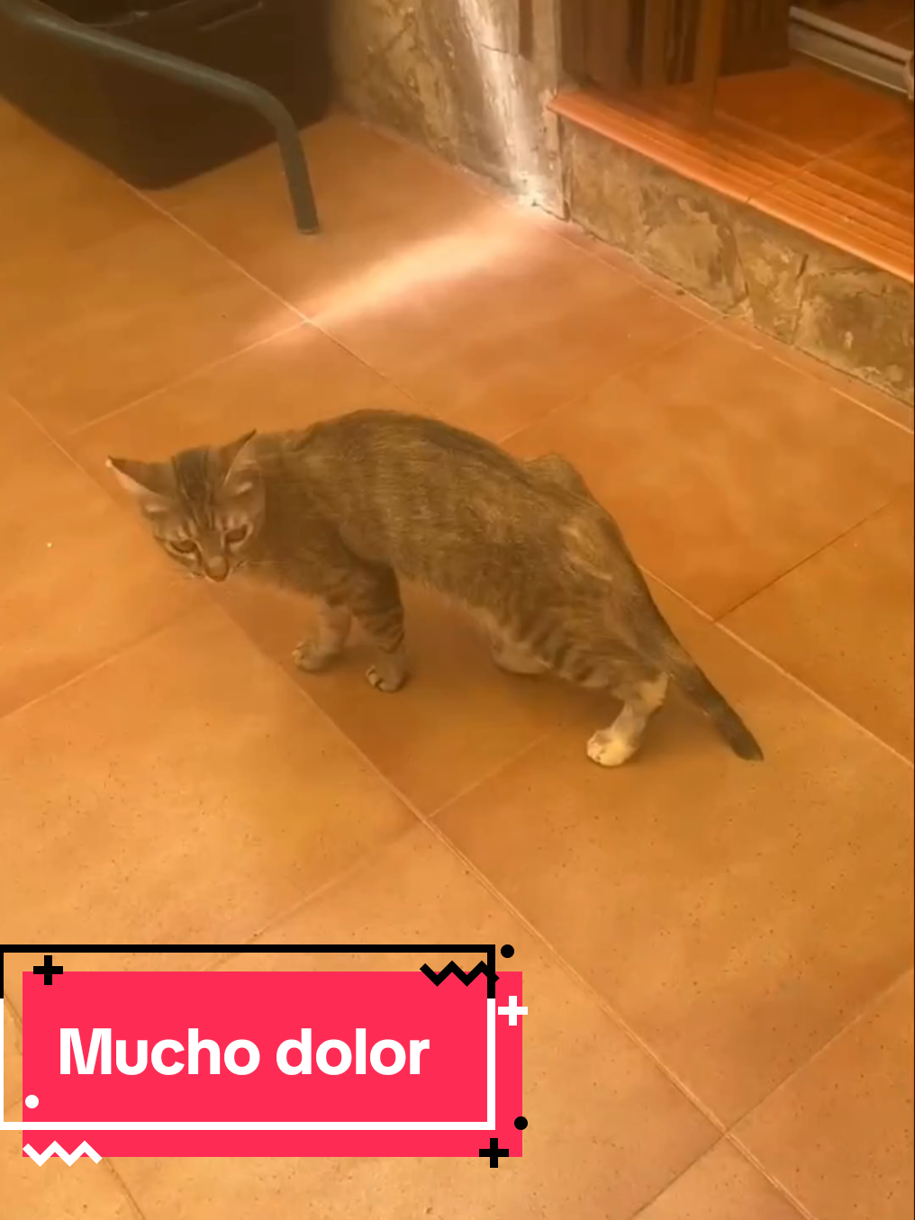 @enGatadas