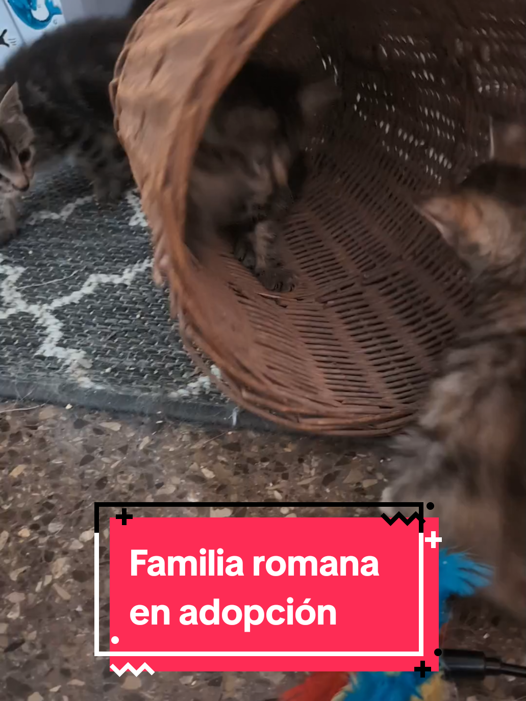 @enGatadas