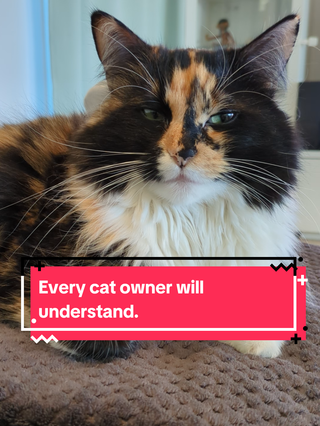 @The Cutest Cats Ever