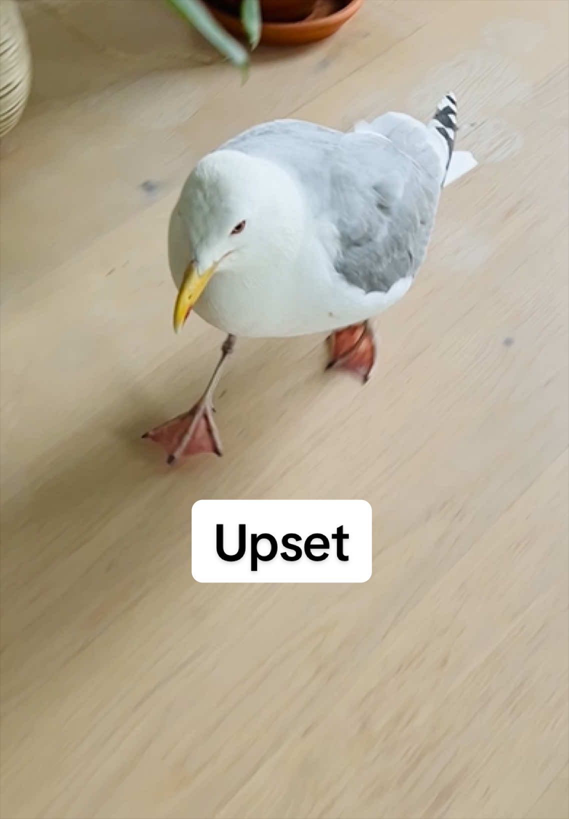 @Winston gull