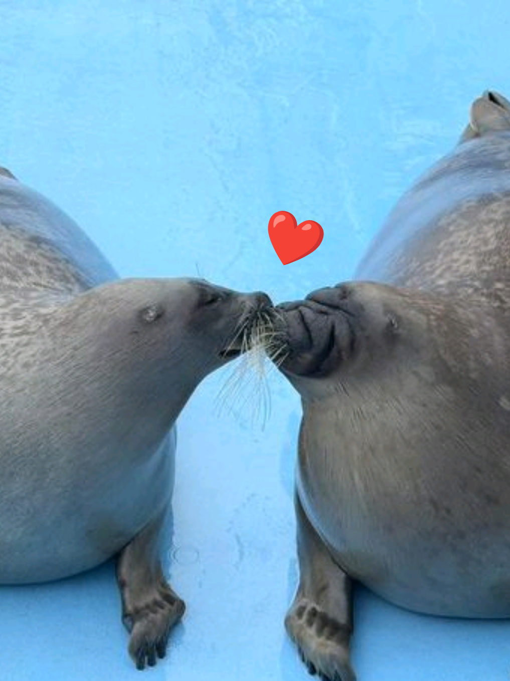 @🩷🎀 seal 🦭🩷