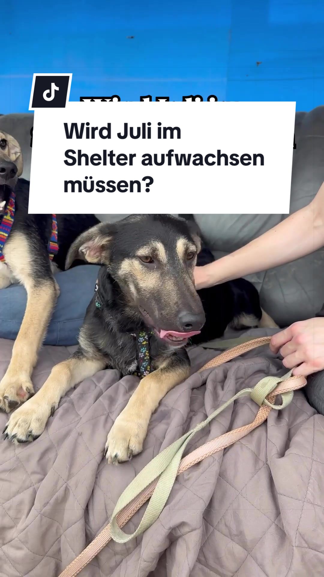 @Ein Herz für Streuner e.V.