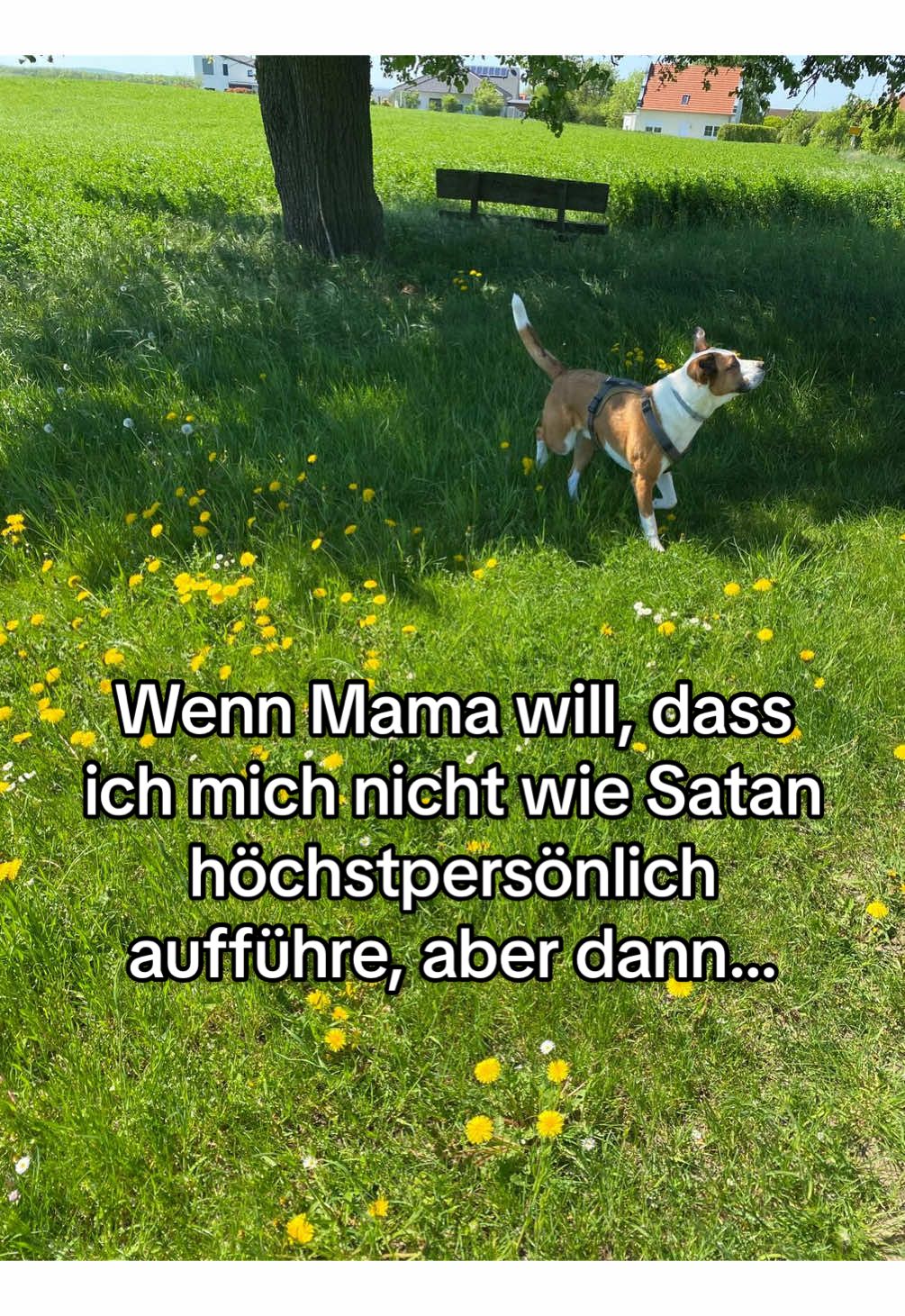 @Herr Dexti