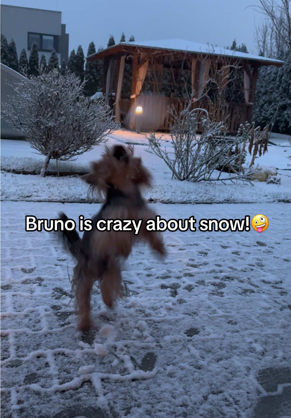 @✨Baryk & Bruno - Yorkies 🌍!