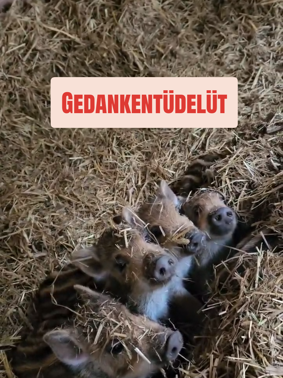@WildparkLH