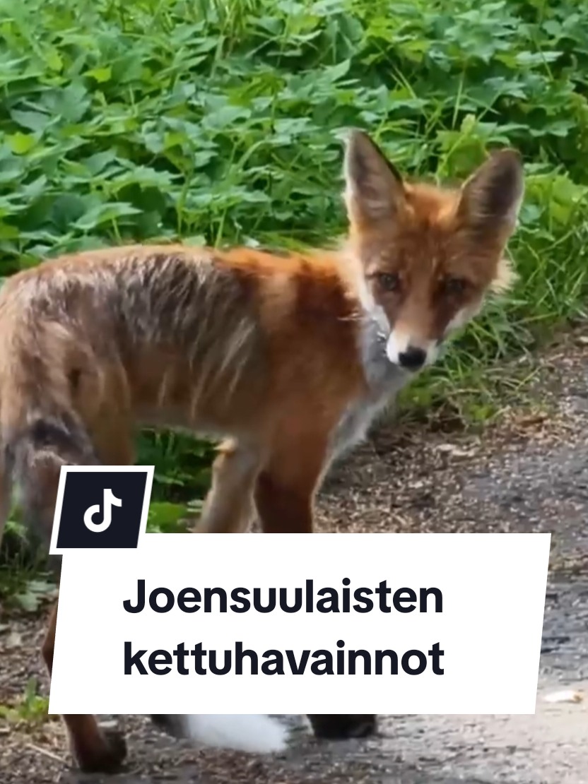 @Sanomalehti Karjalainen