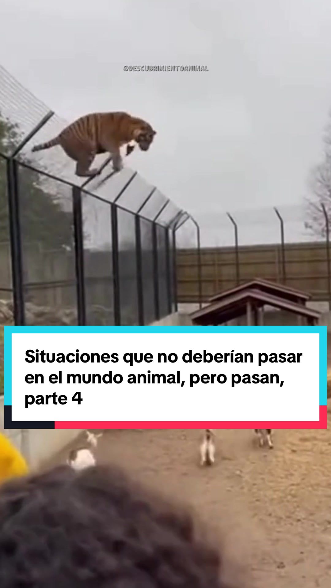 @Descubrimientoanimal