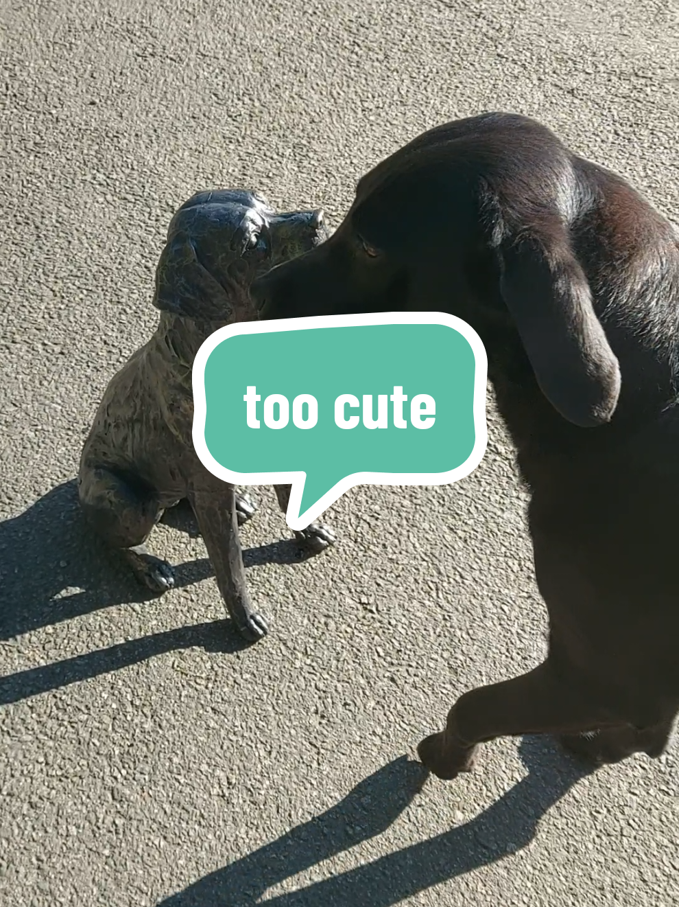 @Ali & 7 Dogs