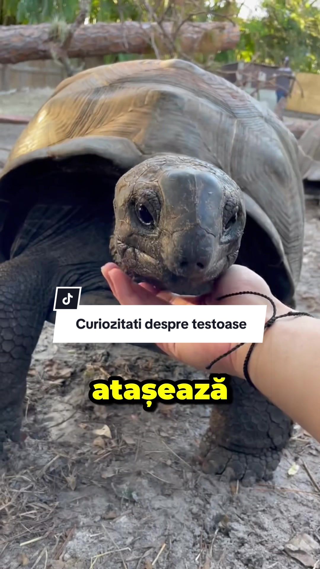 @CostiCuriosul
