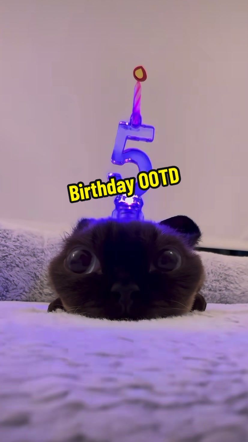 @DIY kitten