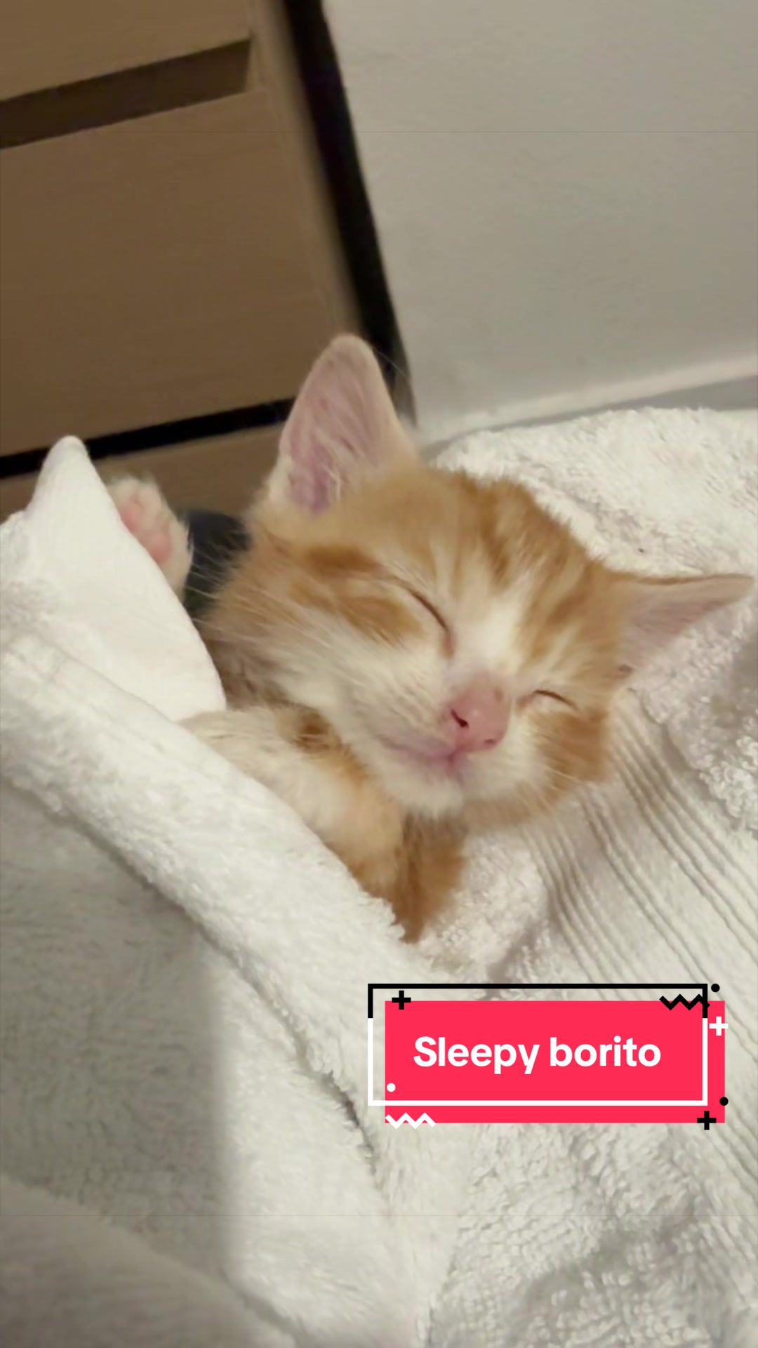 @Miracle Kittens